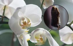 Abono orgánico con bolsitas de té para orquídeas – .