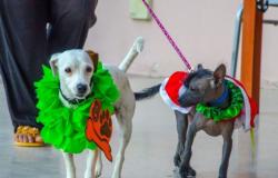 Desfile y concientización sobre la tenencia responsable de mascotas en el Mercado Artesanal – .