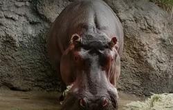 Gen-chan, el hipopótamo que engañó a todos durante 12 años: ¿qué escondía?