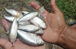 Así es la “lluvia de peces”, el extraño fenómeno que ocurre en Honduras