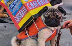 Llega el “Desfile de Mascotas” organizado por Supermercados COMODIN