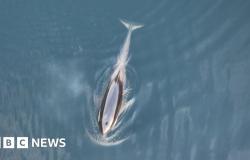 Una orca bebé huérfana escapa de una laguna canadiense después de un mes de intentos