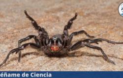 Descubren en Australia los restos de una gigantesca araña de 16 millones de años – Enséñame de Ciencia – .