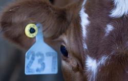 Las pruebas de gripe aviar H5N1 en vacas serán más limitadas de lo que dijo el USDA