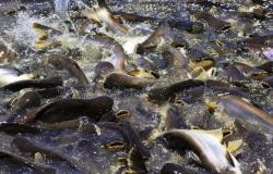 Autoridades advierten sobre posible presencia del pez Basa en la presa Betania en Huila
