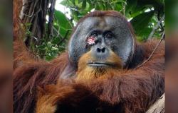 Rakus, el orangután que curó una herida con sus propias medicinas