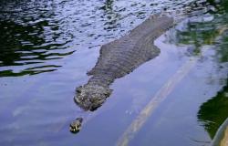 Una mujer arrojó a su hijo de seis años a un río lleno de cocodrilos tras discutir con su marido