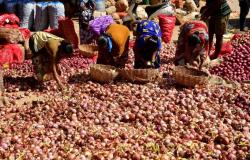 El levantamiento de la prohibición de exportar cebollas hace subir los precios – .