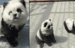 Se indignaron al descubrir que la exhibición de pandas en realidad eran perros teñidos de blanco y negro.
