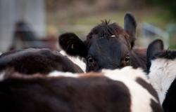 Se prevé que la recuperación mundial de los precios de los lácteos será más lenta de lo esperado – Rabobank –.