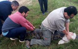 Encontraron un caimán en una comisaría rural de Piedras Blancas
