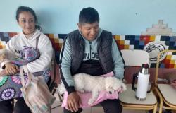 En las últimas semanas castraron a más de 300 mascotas en Alto Comedero
