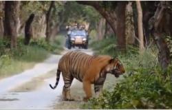 Los turistas de safaris de vida silvestre presencian al majestuoso tigre dando un paseo por el bosque. Video – .