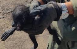 Tropas de Gendarmería Nacional rescataron a un mono Carayá en un control vial en Chaco – .