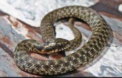 Estas serpientes ofrecen un espectáculo de muerte galardonado para engañar a los depredadores