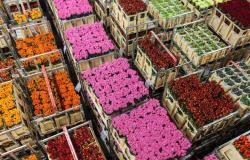 Empresas fortalecen alianza con SAF para reducir emisiones en transporte de flores – .