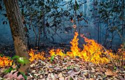 Los incendios forestales en los bosques antiguos del Amazonas aumentaron un 152% en 2023 • Earth.com – .