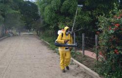 ¿Qué pasó con la fumigación contra el dengue en Ibagué? – .