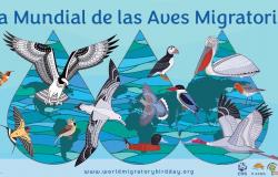 Naturalistas celebran el Día Mundial de las Aves Migratorias – .
