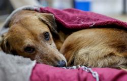 cientos de perros en un centro comercial y rescate de animales, decenas por hora