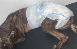 Perro pitbull fue apuñalado y abandonado en un basurero de Bucaramanga