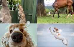 Los finalistas de las fotos de mascotas más graciosas y divertidas, ¿cuál es la mejor? – .
