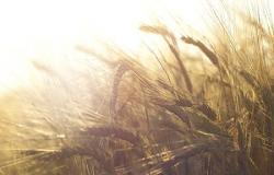 El clima ruso eleva los precios del trigo – .