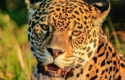 El viaje de “Mombyry”, el jaguar nacido en libertad en el Parque Iberá – .