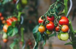 Los consumidores luchan mientras el clima errático hace subir los precios del tomate