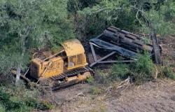 Chaco legisla a favor de la deforestación de un millón de hectáreas – .