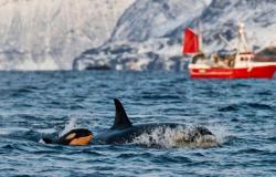 Orcas hunden yate de vela en el Estrecho de Gibraltar, petrolero salva a la tripulación – .