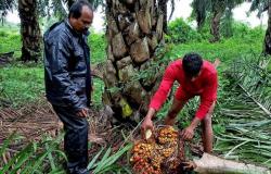 Las importaciones de aceite de palma de la India en abril aumentan un 34% debido a los precios globales más bajos