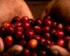 Europa podría cerrar las puertas a las exportaciones de café peruano | Junta Nacional del Café | midagri