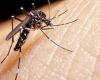 Convocan al Consejo Federal de Salud por el histórico brote de dengue