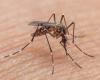 ¿Cuáles son los síntomas del dengue y cuál es el tratamiento indicado? – .
