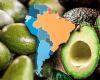 El país sudamericano que más aguacate exporta y está en el top 3 del mundo: no es Chile ni Colombia