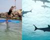 Tiburón derriba a surfista de stand-up paddle y ésta cae encima del animal
