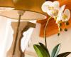 Tres razones por las que tu orquídea no florece y cómo puedes solucionarlo