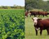 Córdoba será la primera provincia en impulsar la comercialización de soja y carne vacuna libre de deforestación • Agro Verdad – .