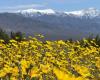 El Valle de la Muerte de California florece sorpresivamente mientras el terreno desértico se llena de flores silvestres gracias a una lluvia récord.