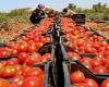 Productores de tomate mendocinos, preocupados por repentina apertura de importaciones