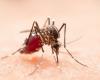 Ministerio de Salud de Argentina reporta 197 muertes y casi 270 mil casos acumulados de dengue – .