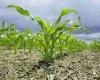 Crece producción de maíz en valles irrigados de Río Negro – .