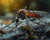 ¿Cuál es el papel del clima ante la leve disminución de casos de dengue, según expertos?