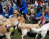 Los golden retrievers toman el Boston Common antes del maratón en honor al perro Spencer – .