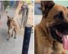 Final feliz para Hachiko, perro pastor alemán atropellado por un camión en Antioquia