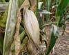 Por Chicharrita y Spiroplasma, Córdoba estaría perdiendo 6 millones de toneladas. maíz • Agro Verdad – .