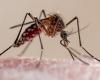 ¿Cuáles son los síntomas de la fiebre chikungunya y en qué se diferencian de los del dengue? – .