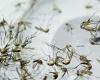 Declaran Alerta Amarilla en Los Andes por múltiples brotes de mosquitos transmisores del dengue