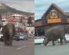 Elefante se escapó de un circo y caminó por las calles de Montana en EE.UU. – .